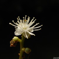 Symplocos acuminata (Blume) Miq.